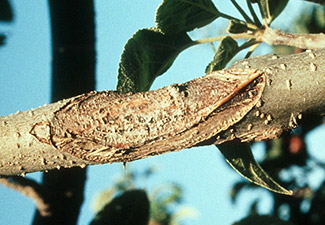 anthracnose canker, apple