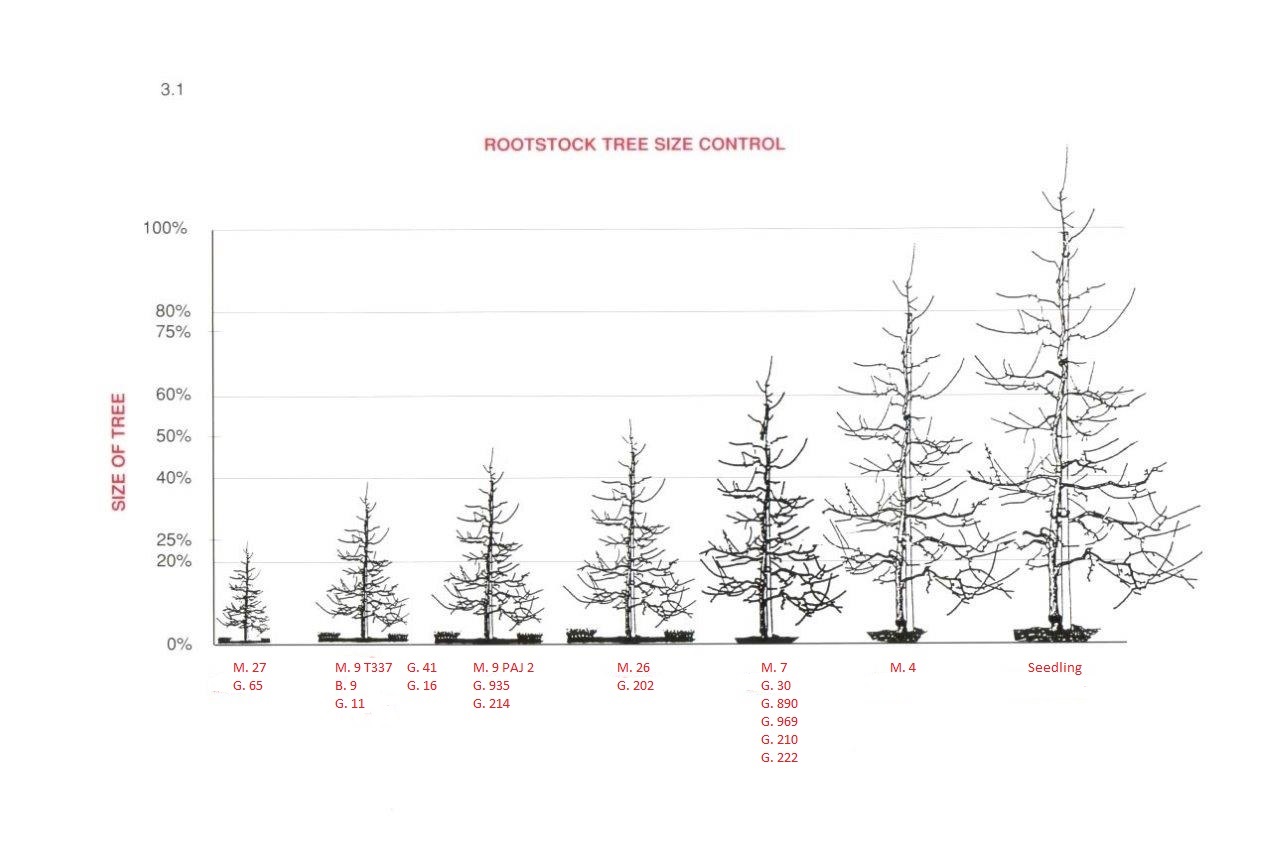 Apple Rootstock Tree Size Chart