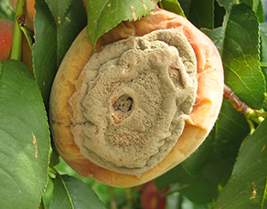 Brown rot on peach