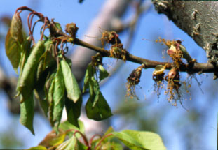 Brown rot shoot blight on apricot