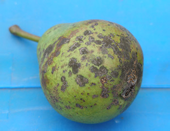 pear scab, Flemish pear