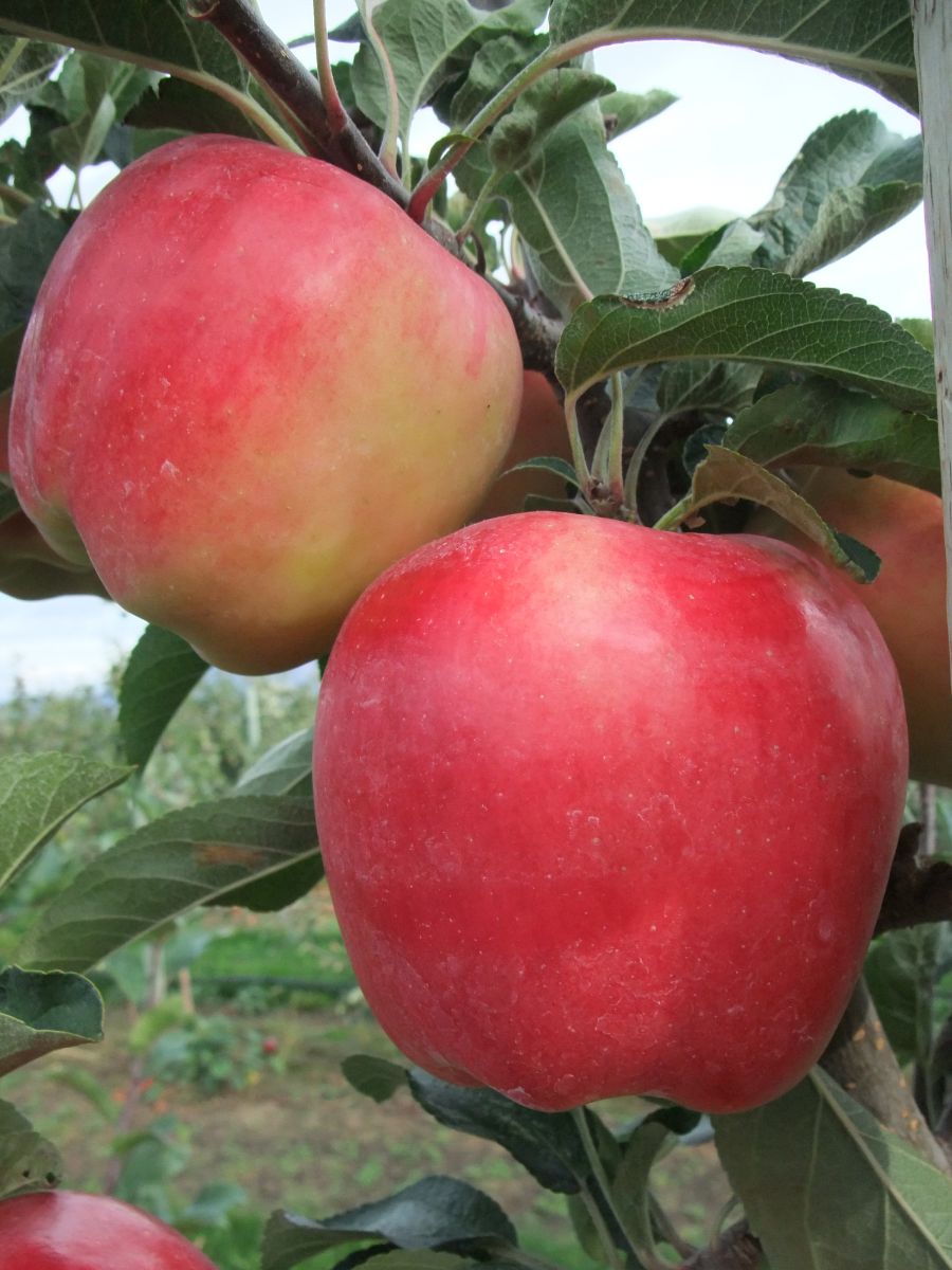 Red Apple Cultivars: Growing Apple Trees With Red Fruit