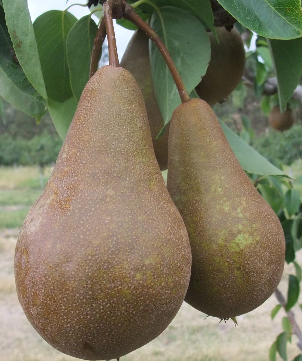 Bosc pear - Wikipedia