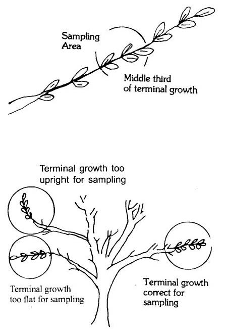 Tree Growth Factor Chart