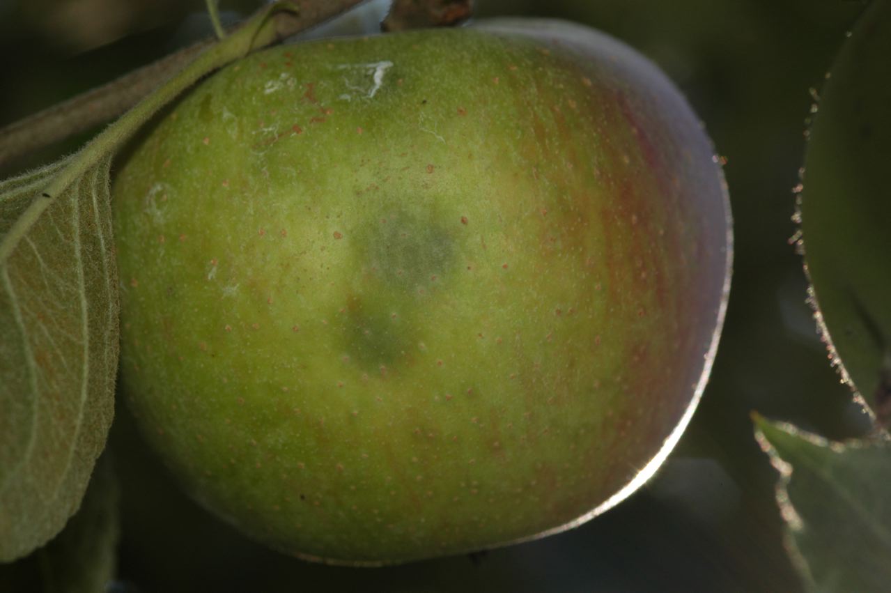 External signs of feeding damage.