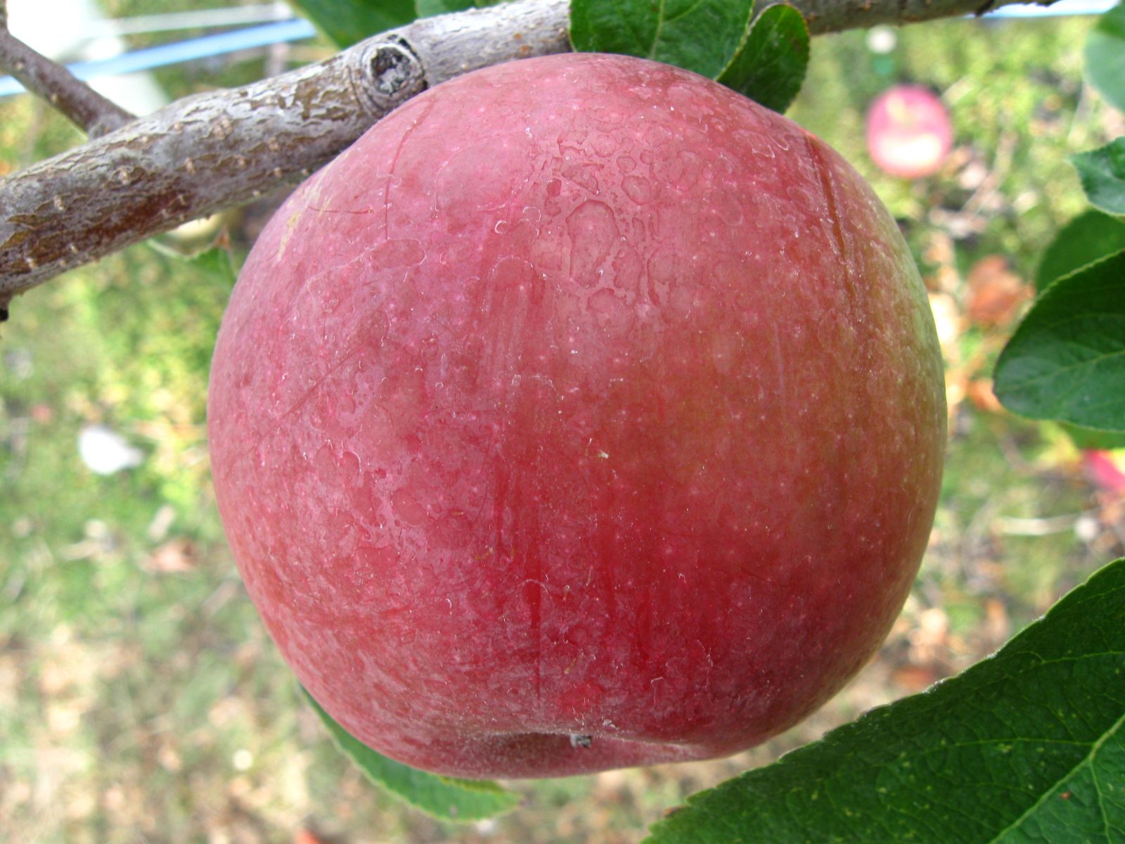 Apple Fruit Identification Chart