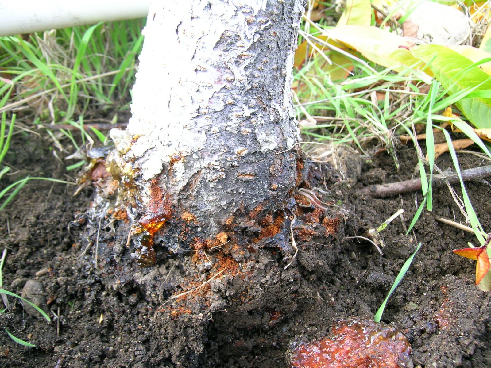 peach tree borer insecticide