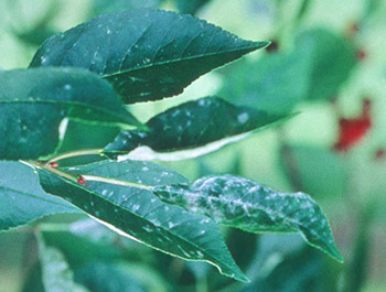 powdery mildew on sour cherry leaves