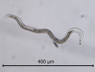 Pratylenchus sp. nematode