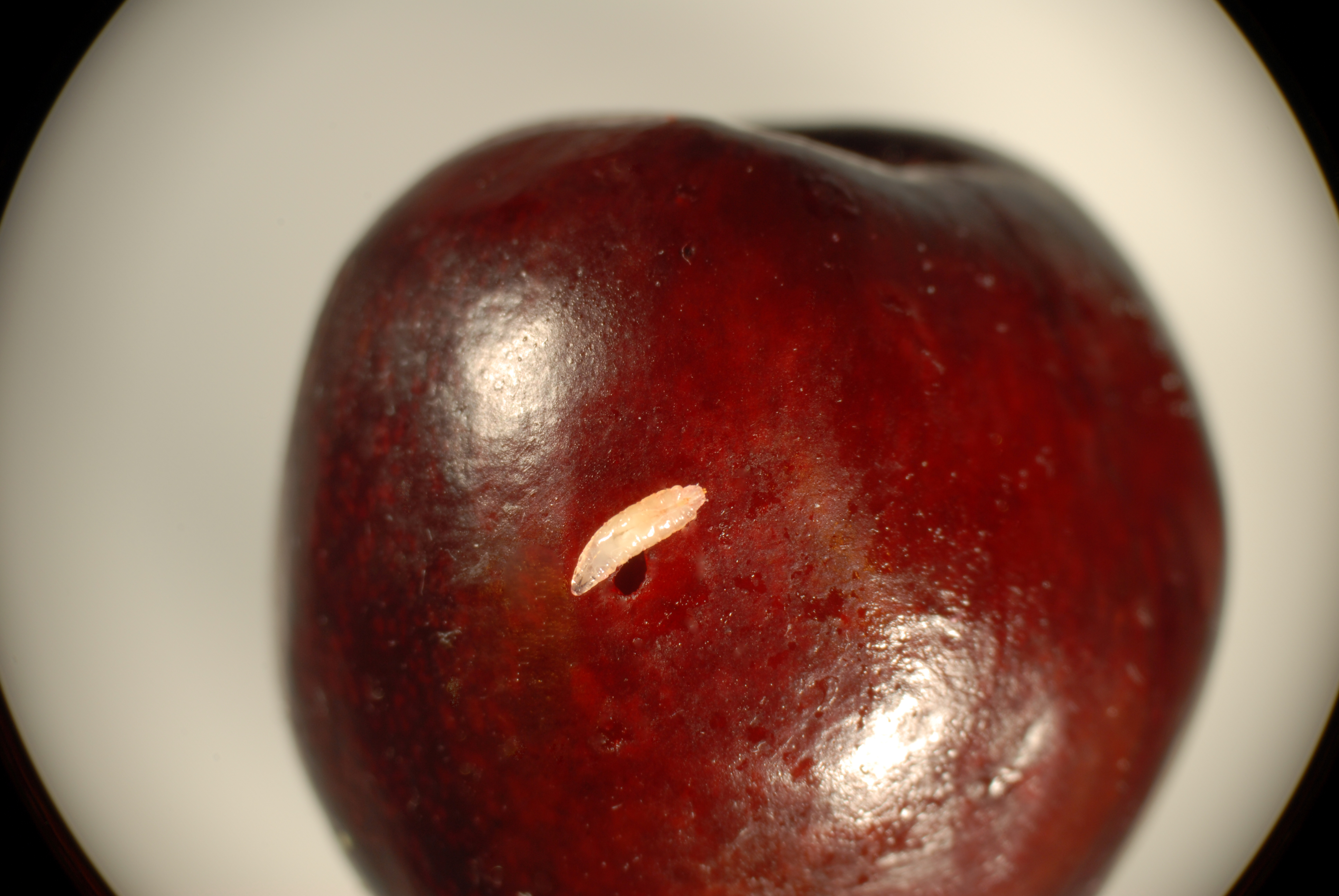 SWD%20larva%20on%20cherry - کرم داخل سیب یا گیلاس به چه شکل به وجود می آید ؟
