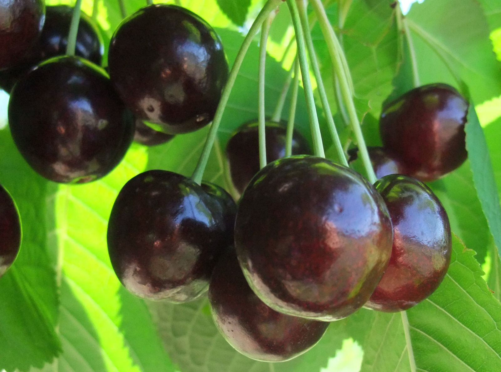 Cherry Varieties  BC Tree Fruit Production Guide