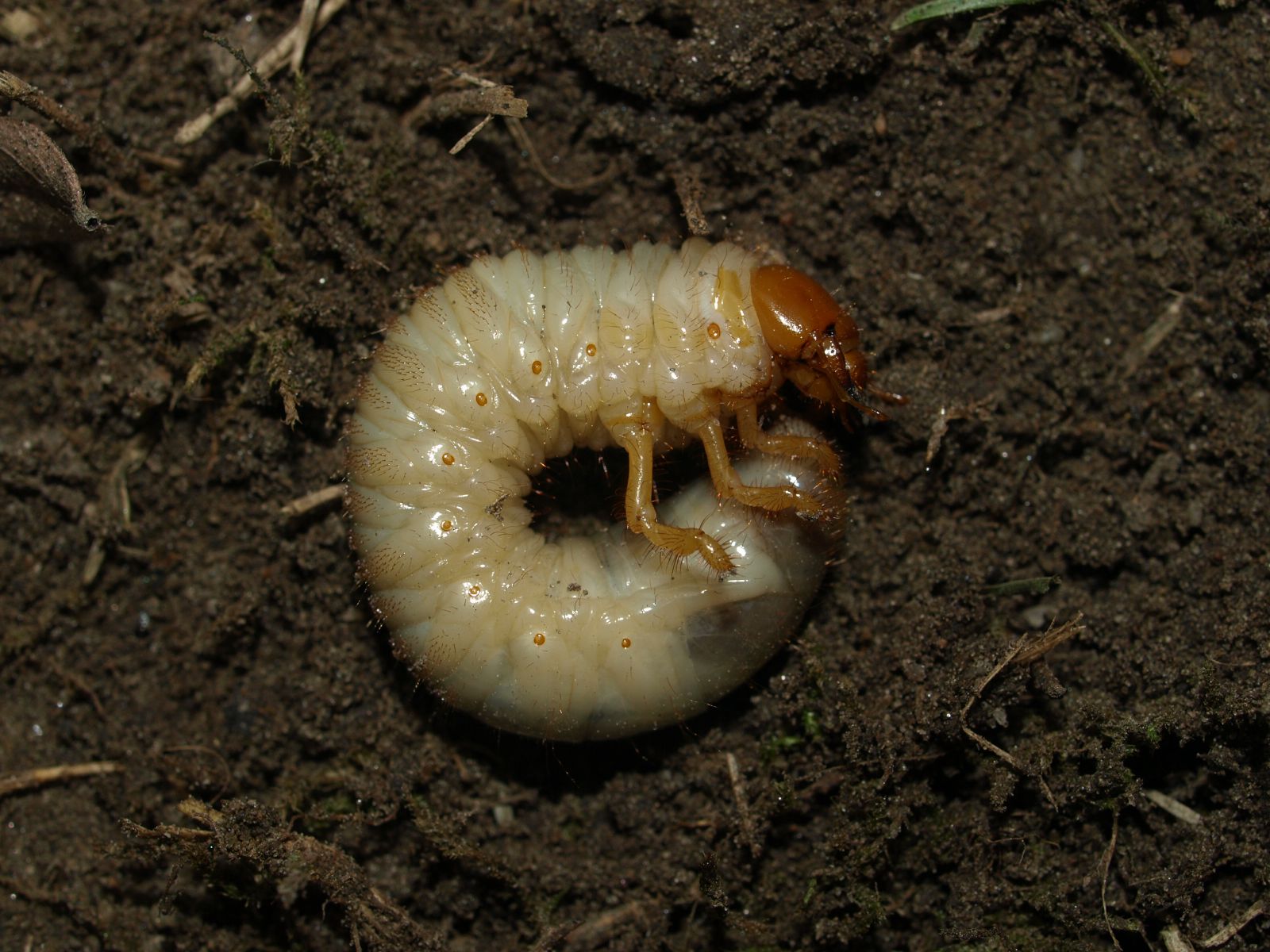 Pests  BC Tree Fruit Production Guide