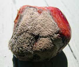 botrytis rot of cherry