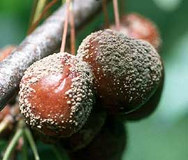 Brown rot on cherry