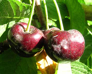 Powdery mildew infected cherry fruit