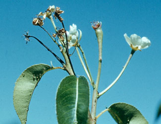 fire blight blossom infection of pear