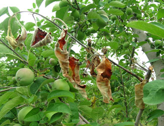 shoot blight on apple