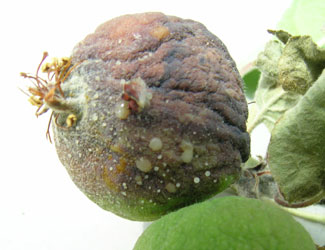 fire blight-infected apple fruitlet