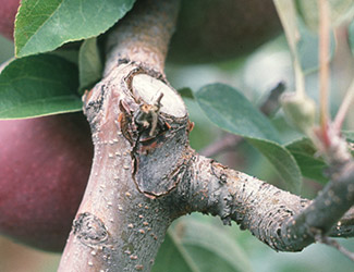 fire blight canker