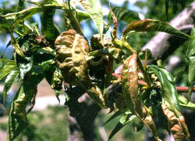 Peach leaf curl