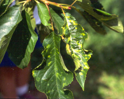 cherry mottle leaf virus