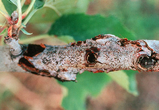 perennial canker, apple